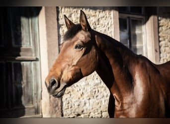 Deutsches Sportpferd, Stute, 17 Jahre, 173 cm, Brauner