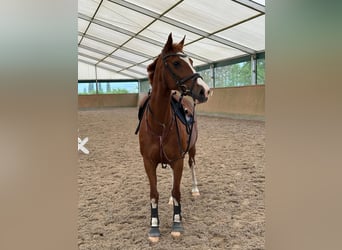 Deutsches Sportpferd, Stute, 18 Jahre, 155 cm, Fuchs