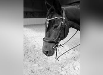 Deutsches Sportpferd, Stute, 18 Jahre, 160 cm, Dunkelbrauner