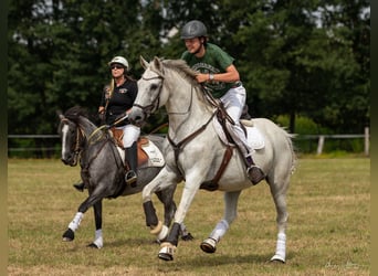 Deutsches Sportpferd, Stute, 18 Jahre, 163 cm, Schimmel