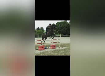 Deutsches Sportpferd, Stute, 18 Jahre, 164 cm, Brauner