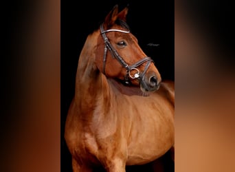 Deutsches Sportpferd, Stute, 18 Jahre, 164 cm, Brauner