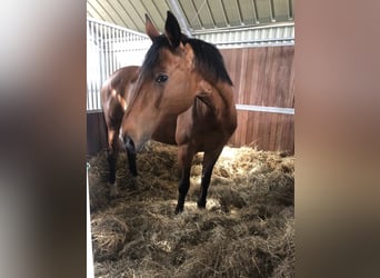 Deutsches Sportpferd, Stute, 18 Jahre, 167 cm, Brauner