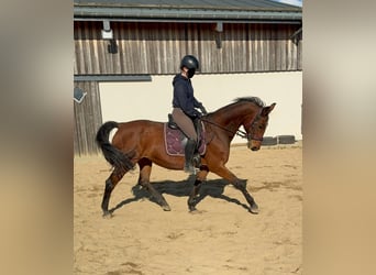 Deutsches Sportpferd, Stute, 18 Jahre, 167 cm, Brauner