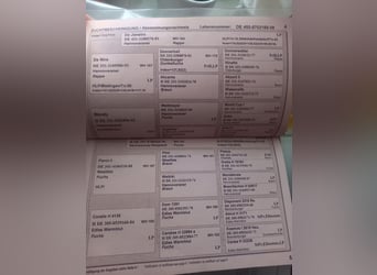 Deutsches Sportpferd, Stute, 18 Jahre, 167 cm, Rappe
