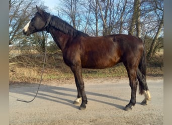 Deutsches Sportpferd, Stute, 18 Jahre, 167 cm, Rappe