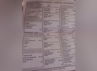Deutsches Sportpferd, Stute, 18 Jahre, 167 cm, Rappe