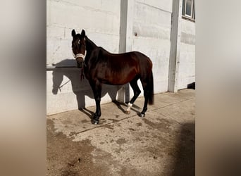 Deutsches Sportpferd, Stute, 18 Jahre, 172 cm, Brauner
