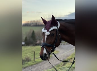 Deutsches Sportpferd, Stute, 19 Jahre, 158 cm, Brauner