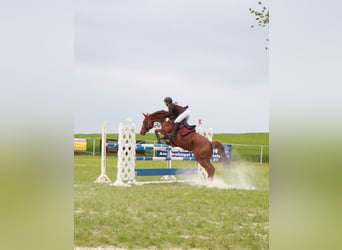 Deutsches Sportpferd, Stute, 19 Jahre, 162 cm, Fuchs