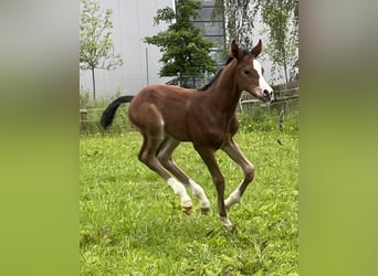 Deutsches Sportpferd, Stute, 19 Jahre, 164 cm, Dunkelbrauner
