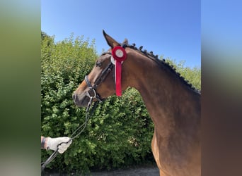Deutsches Sportpferd, Stute, 19 Jahre, 164 cm, Dunkelbrauner