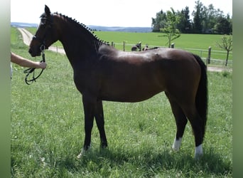 Deutsches Sportpferd, Stute, 19 Jahre, 164 cm, Dunkelbrauner