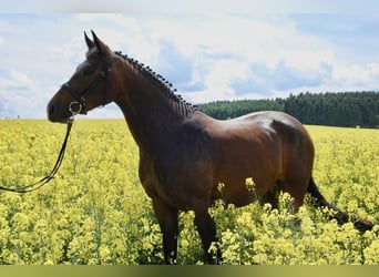 Deutsches Sportpferd, Stute, 19 Jahre, 164 cm, Dunkelbrauner