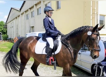Deutsches Sportpferd, Stute, 19 Jahre, 164 cm, Dunkelbrauner