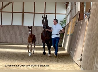 Deutsches Sportpferd, Stute, 19 Jahre, 164 cm, Dunkelbrauner