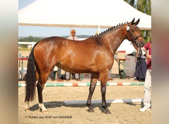Deutsches Sportpferd, Stute, 19 Jahre, 164 cm, Dunkelbrauner