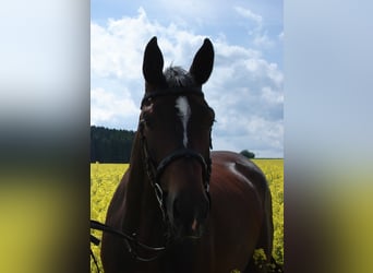 Deutsches Sportpferd, Stute, 19 Jahre, 164 cm, Dunkelbrauner