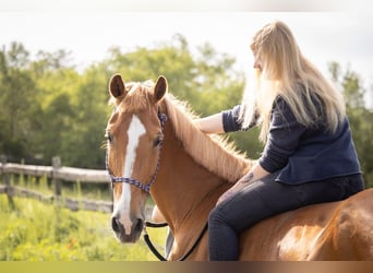 Deutsches Sportpferd, Stute, 19 Jahre, 165 cm, Fuchs