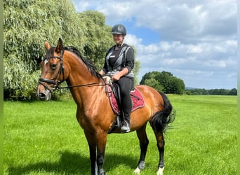 Deutsches Sportpferd, Stute, 19 Jahre, 166 cm, Brauner