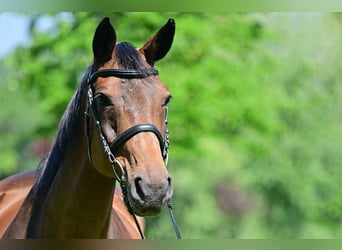 Deutsches Sportpferd, Stute, 19 Jahre, 168 cm, Brauner