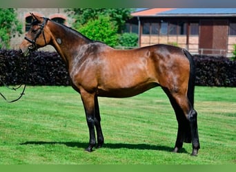 Deutsches Sportpferd, Stute, 19 Jahre, 168 cm, Brauner