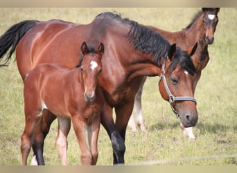 Deutsches Sportpferd, Stute, 19 Jahre, 168 cm, Brauner