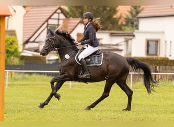 Deutsches Sportpferd, Stute, 19 Jahre, 168 cm, Dunkelbrauner