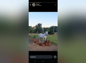 Deutsches Sportpferd, Stute, 19 Jahre, 172 cm, Schimmel