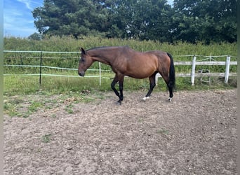 Deutsches Sportpferd, Stute, 19 Jahre, 175 cm, Brauner