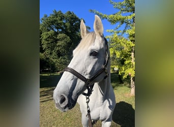 Deutsches Sportpferd, Stute, 19 Jahre, Schimmel