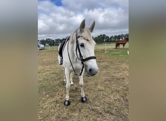 Deutsches Sportpferd, Stute, 19 Jahre, Schimmel