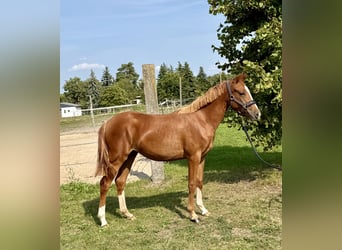 Deutsches Sportpferd, Stute, 1 Jahr, 133 cm, Fuchs