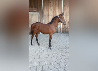 Deutsches Sportpferd, Stute, 1 Jahr, 148 cm, Brauner