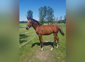 Deutsches Sportpferd, Stute, 1 Jahr, 165 cm, Brauner