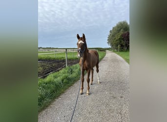 Deutsches Sportpferd, Stute, 1 Jahr, 165 cm, Fuchs