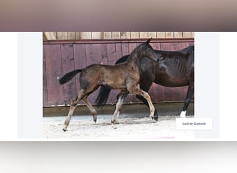 Deutsches Sportpferd, Stute, 1 Jahr, 165 cm, Rappe