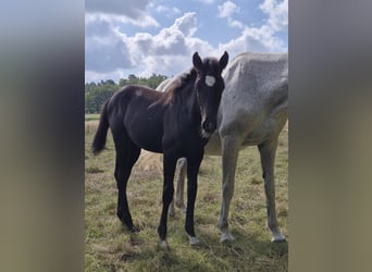 Deutsches Sportpferd, Stute, 1 Jahr, 165 cm, Rappschimmel