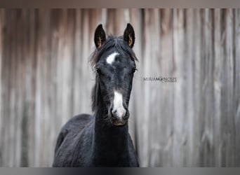 Deutsches Sportpferd, Stute, 1 Jahr, 165 cm, Rappschimmel