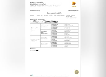 Deutsches Sportpferd, Stute, 1 Jahr, 167 cm, Kann Schimmel werden