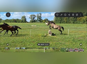 Deutsches Sportpferd, Stute, 1 Jahr, 167 cm, Kann Schimmel werden