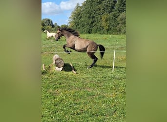 Deutsches Sportpferd, Stute, 1 Jahr, 167 cm, Kann Schimmel werden