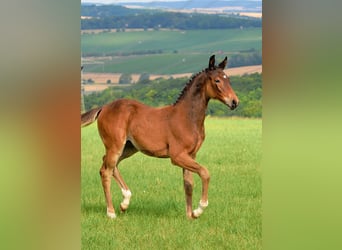 Deutsches Sportpferd, Stute, 1 Jahr, 168 cm, Brauner