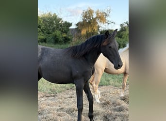 Deutsches Sportpferd, Stute, 1 Jahr, 170 cm, Apfelschimmel