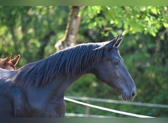 Deutsches Sportpferd, Stute, 1 Jahr, 170 cm, Rappe