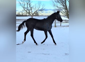 Deutsches Sportpferd, Stute, 1 Jahr, 170 cm, Rappe