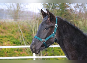 Deutsches Sportpferd, Stute, 1 Jahr, 170 cm, Rappe
