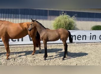 Deutsches Sportpferd, Stute, 1 Jahr, 170 cm, Schimmel