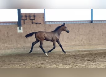 Deutsches Sportpferd, Stute, 1 Jahr, 170 cm, Schimmel