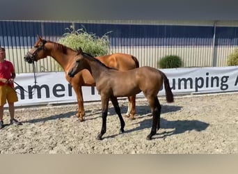 Deutsches Sportpferd, Stute, 1 Jahr, 170 cm, Schimmel